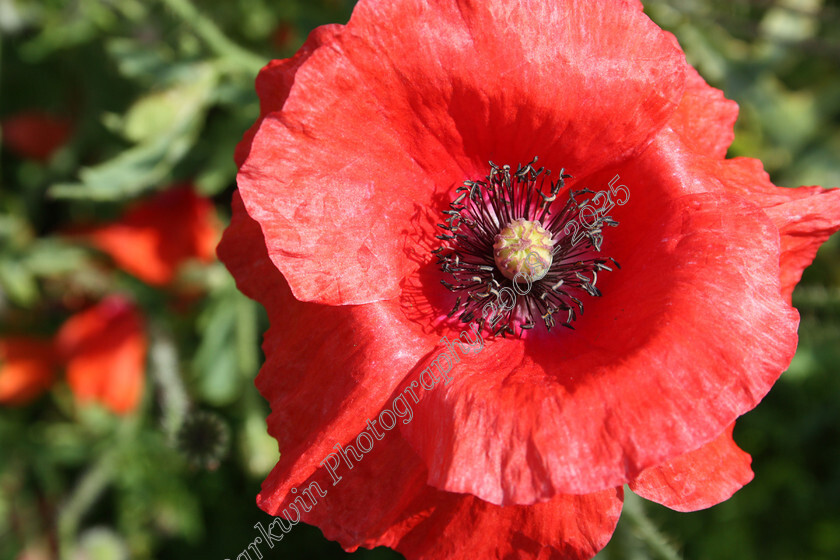 IMG 8842sl 
 Red poppy in garden 
 Keywords: poppy, red poppy