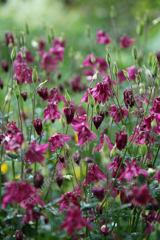 IMG 5385 
 Purple Columbine 
 Keywords: purple flowers, columbine, wild flowers