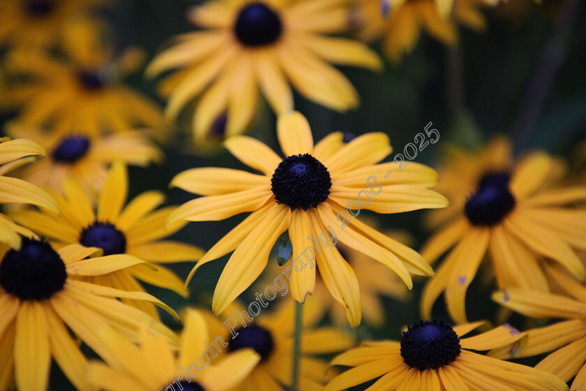 IMG 5056 
 Yellow Echinacea flowers 
 Keywords: yellow flowers, echinacea