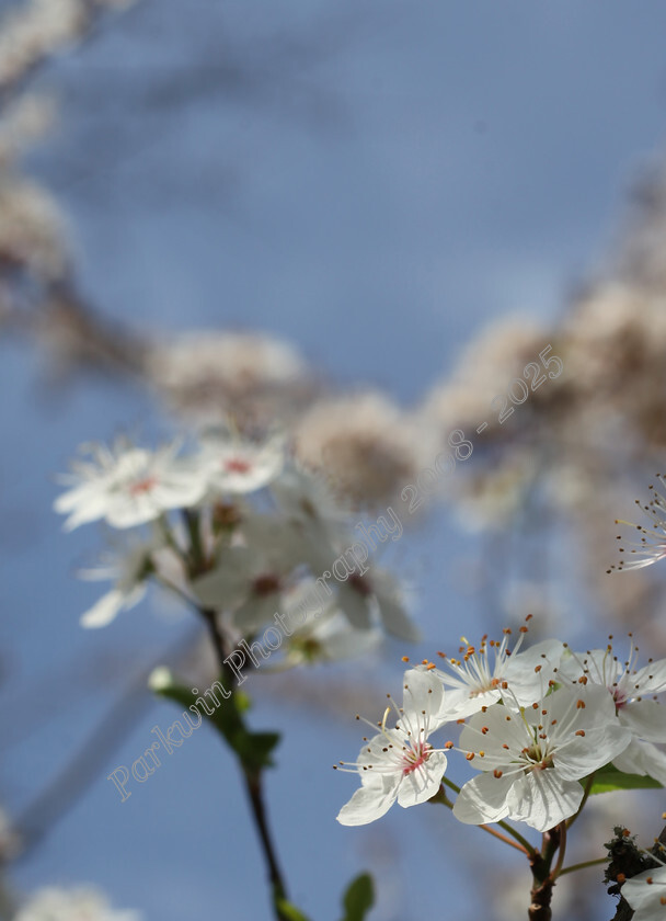 IMG 5255 
 white spring blossom with blue sky 
 Keywords: white blossom, spring blossom