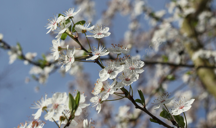 IMG 5257 
 white spring blossom with blue sky in background 
 Keywords: white blossom, spring blossom