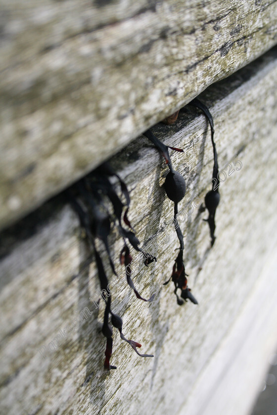 seaweedsl 
 seaweed hanging from groynes on beach in close up 
 Keywords: seaweed, groyne, beach