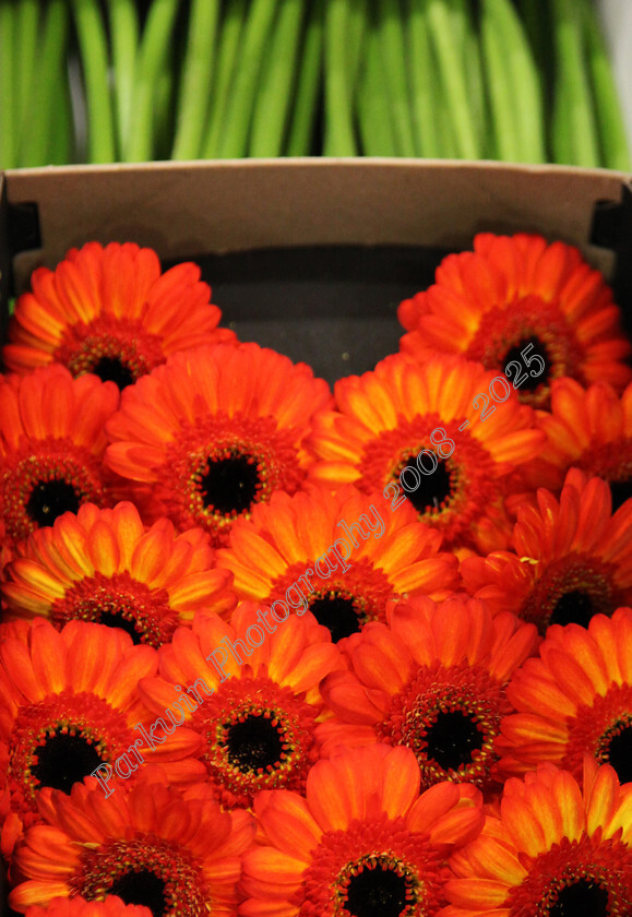 IMG 6651e 
 Orange Gerberas in box at flower market 
 Keywords: orange gerberas