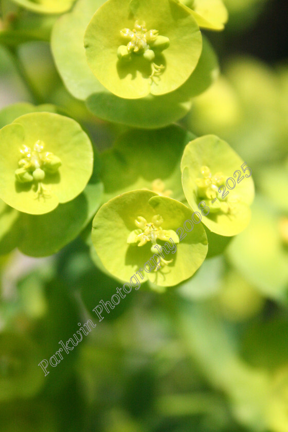 IMG 9259 
 euphorbia 
 Keywords: euphorbia