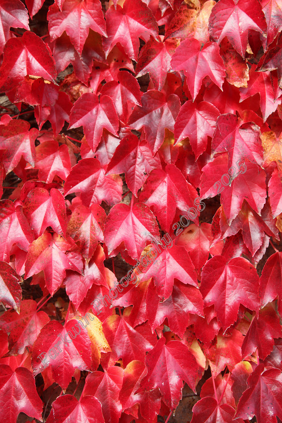 IMG 0554 
 Red Autumn leaves of Virginia Creeper plant climbing up wall. 
 Keywords: Virginia Creeper, climbing plant, autumn leaves, red leaves.