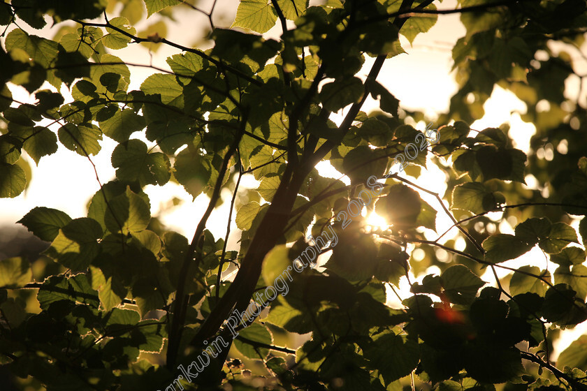 IMG 1914 
 Evening sunlight shining through leaves on tree 
 Keywords: sunlight, trees, evening