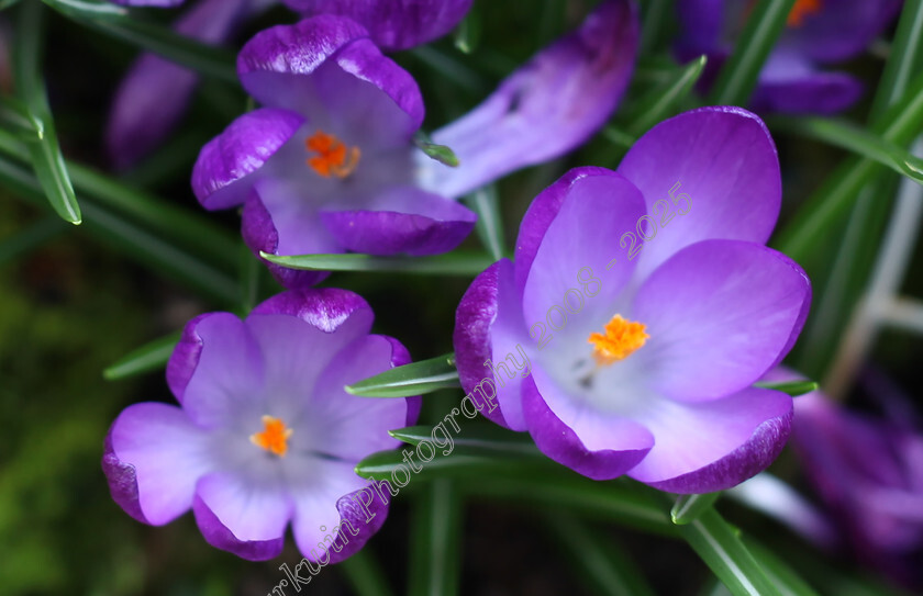 IMG 5259e 
 close up of purple crocus flower with orange centre 
 Keywords: purple crocus, crocus flower